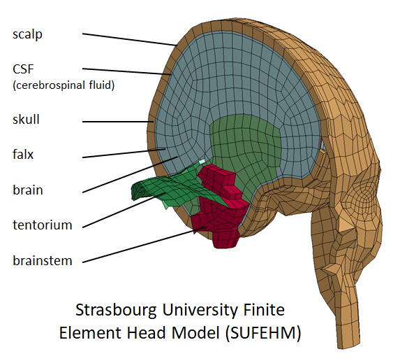 SUFEHM-HeadModel.png